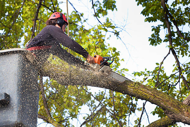 How Our Tree Care Process Works  in  Stanhope, NJ